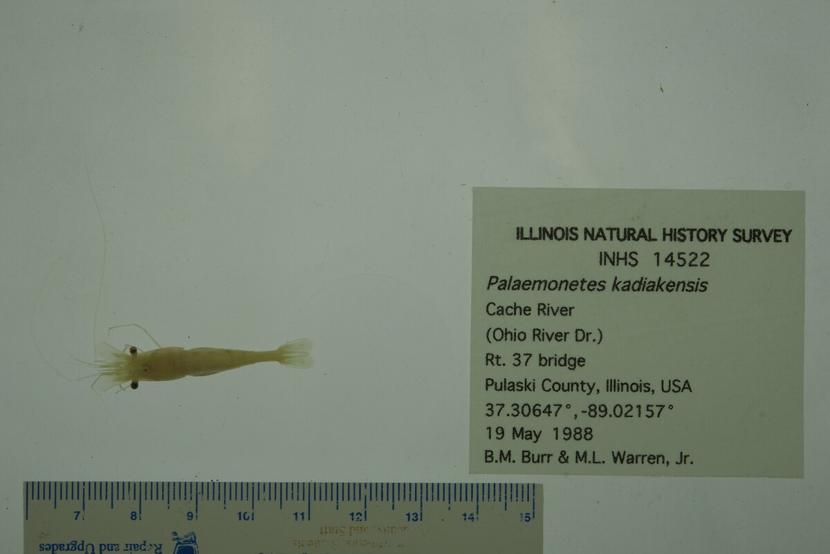 Palaemonetes kadiakensis image